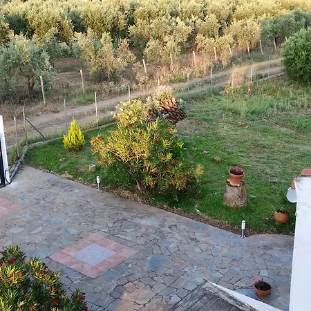 Gaia Olives